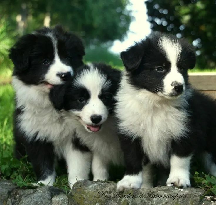 Lindos e perfeitos  filhotes de Border Collie