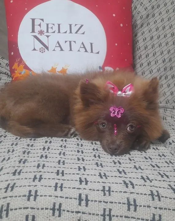 Espetacular femea de spitz chocolate anão 