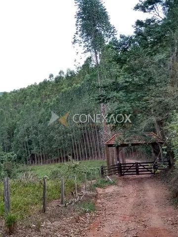 fazenda - Jacutinga - Jacutinga - Foto 2