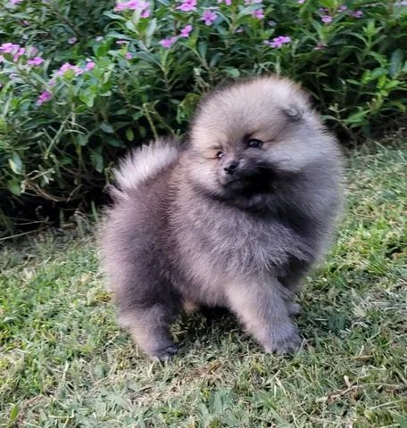 Spitz Alemão - Lulu da Pomerânia - Venda permanente - Canil premiado pela CBKC - Foto 5