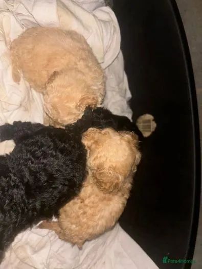 Poodle Toy red,preto ou champanhe disponíveis  - Foto 2