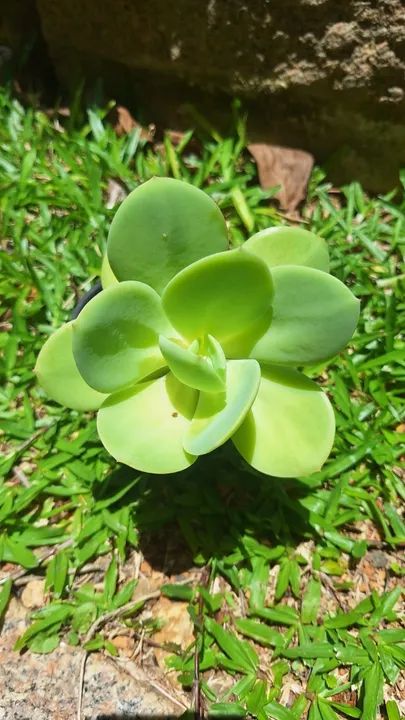 Suculenta Echeveria Hakuhou + Brinde - Foto 4