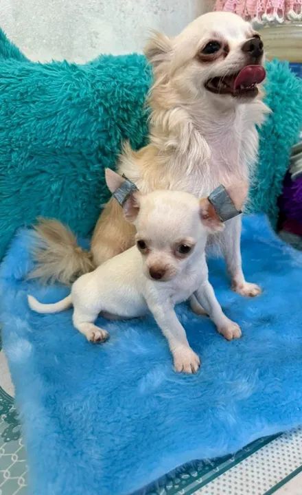 Chihuahua Fêmea com benefícios que seu pet e você merece 