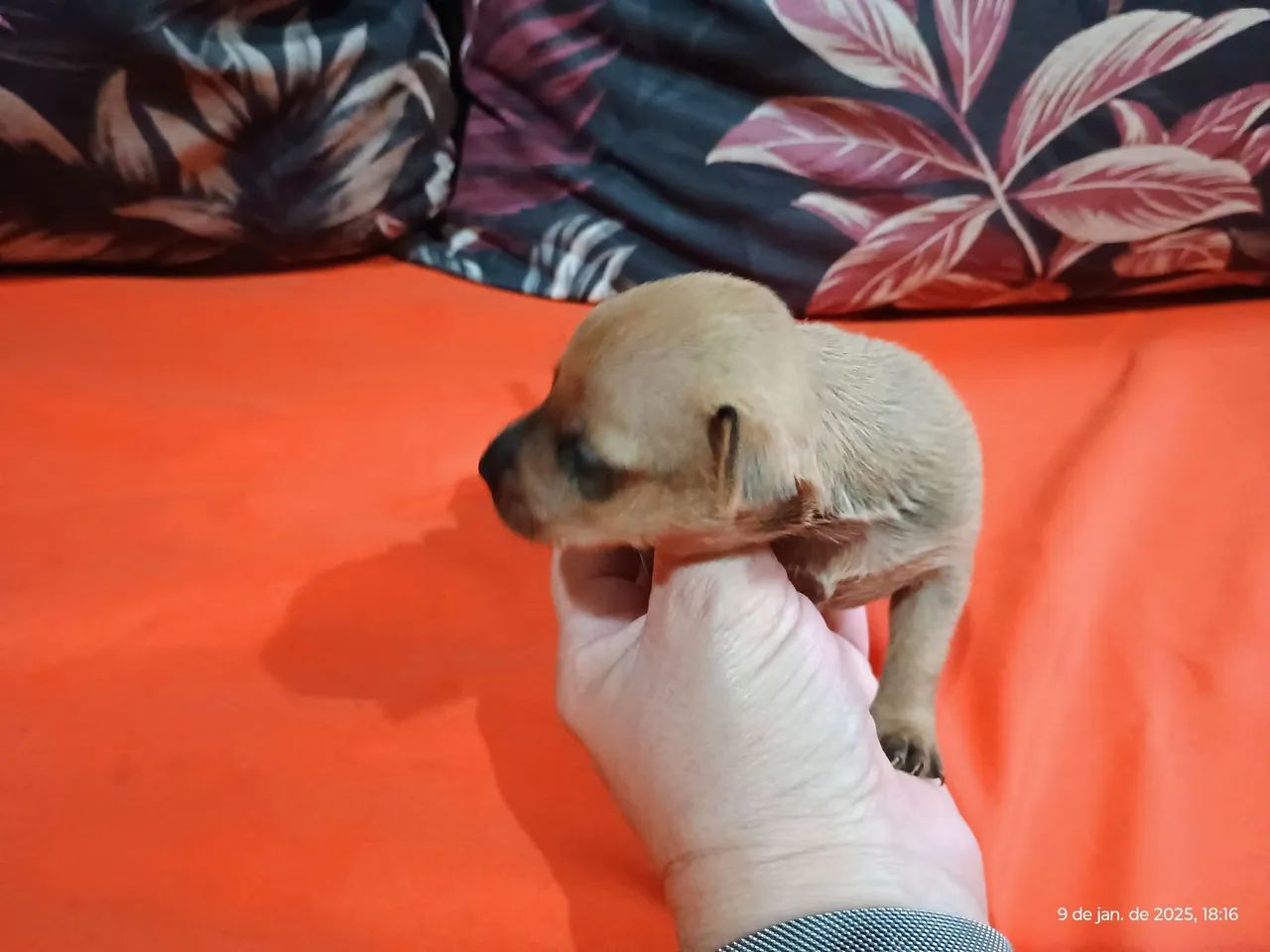 Filhotes de Pinscher N01  - Foto 5