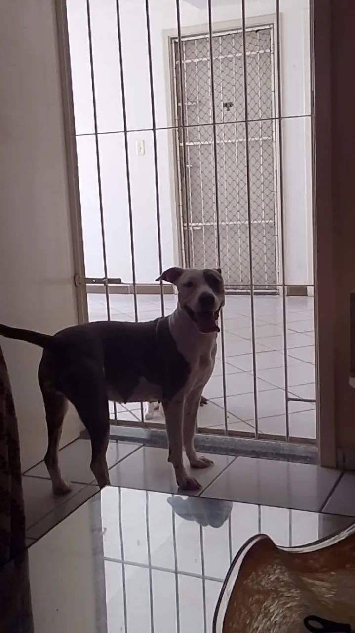 Filhote de Pitbull - Foto 4