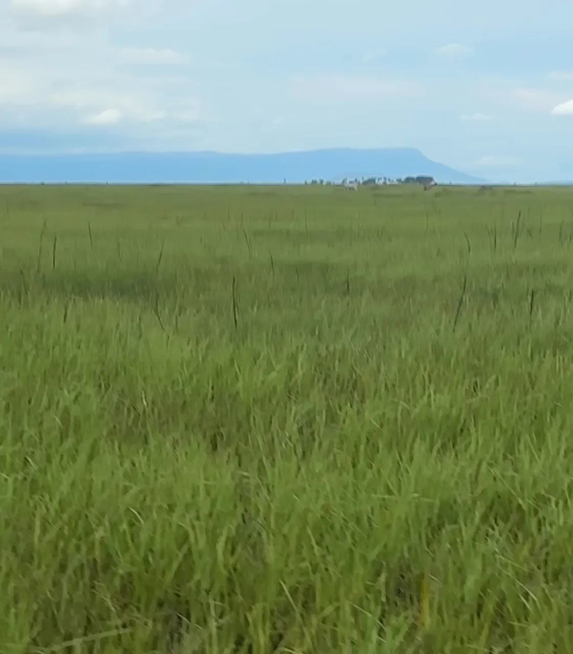 Fazenda Corumbá 2002 hectares  - Foto 4