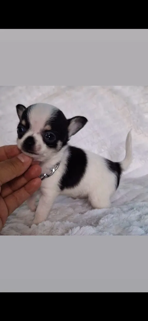 Chihuahua Mini maravilhoso