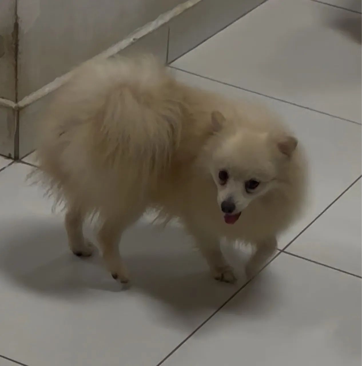 Spitz Alemão - Foto 2