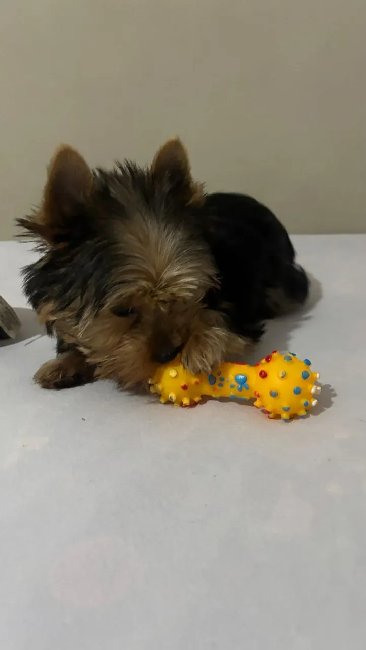 Filhote de Yorkshire Terrier para venda