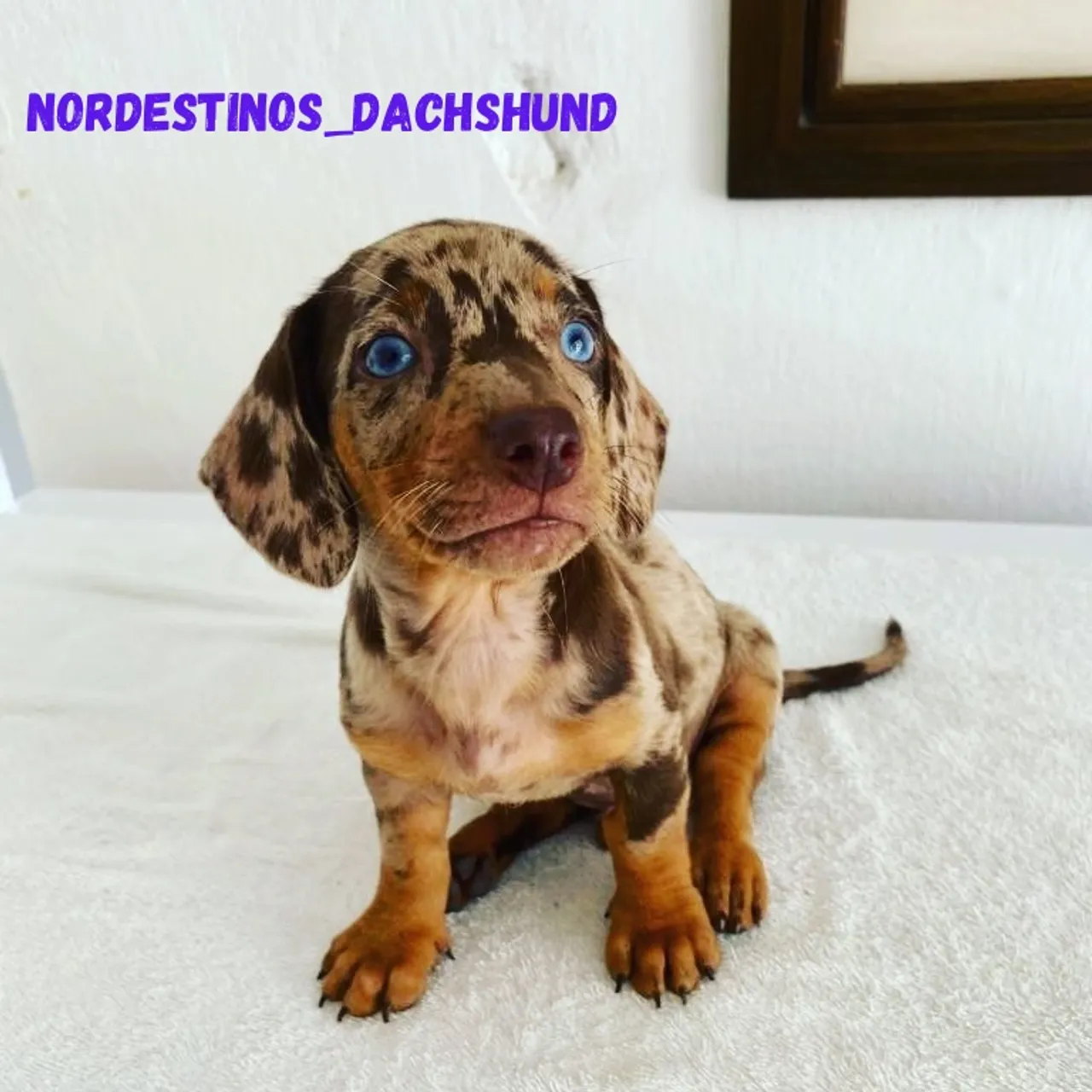 Filhote de Dachshund Arlequim com Olhos Azuis