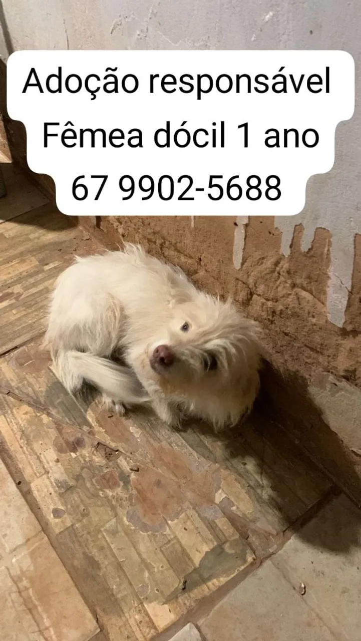 Adote uma fêmea dócil e carinhosa!