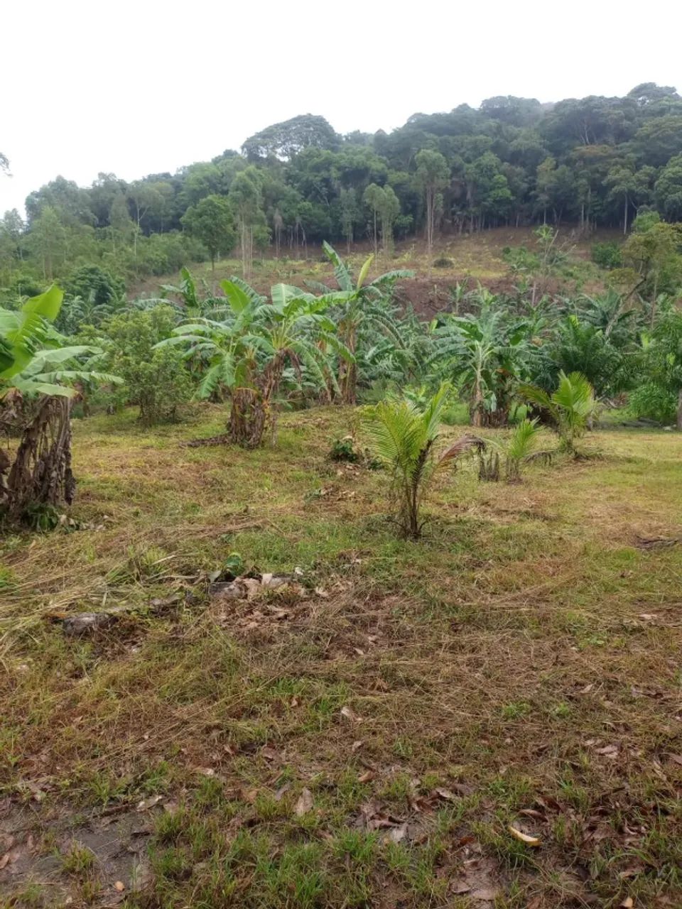 Terreno medindo dois hectares na zona rural de Cachoeiras de Macacu - Foto 2