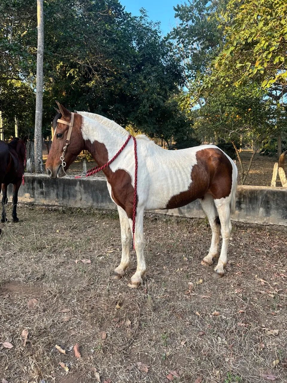 Cavalo de macha picada  - Foto 3