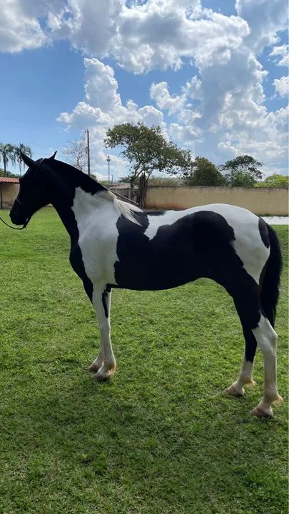 Linda égua  manguarlarga Machadora  - Foto 5