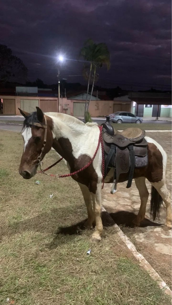Cavalo de macha picada 