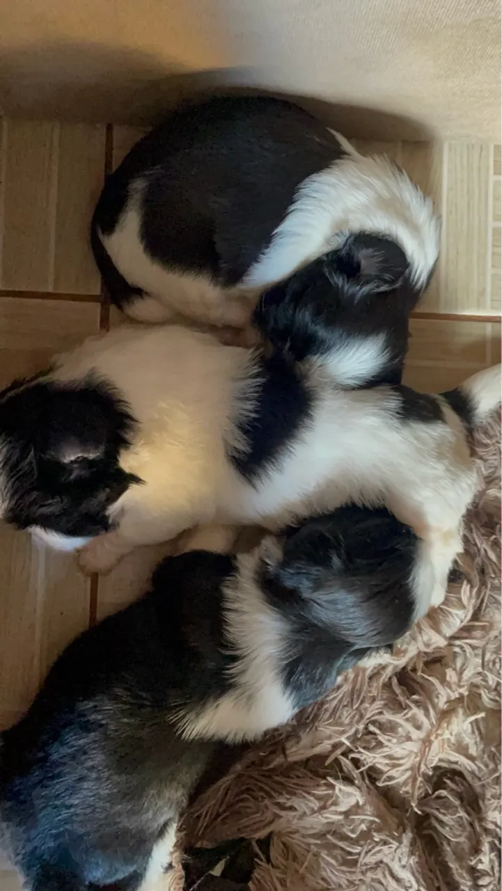 Filhotes de Shih Tzu Mine Puro