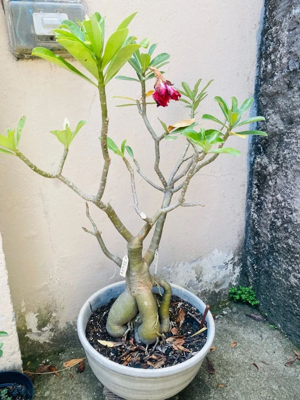 Adenium obesum (Rosa do Deserto) em vaso - Foto 4