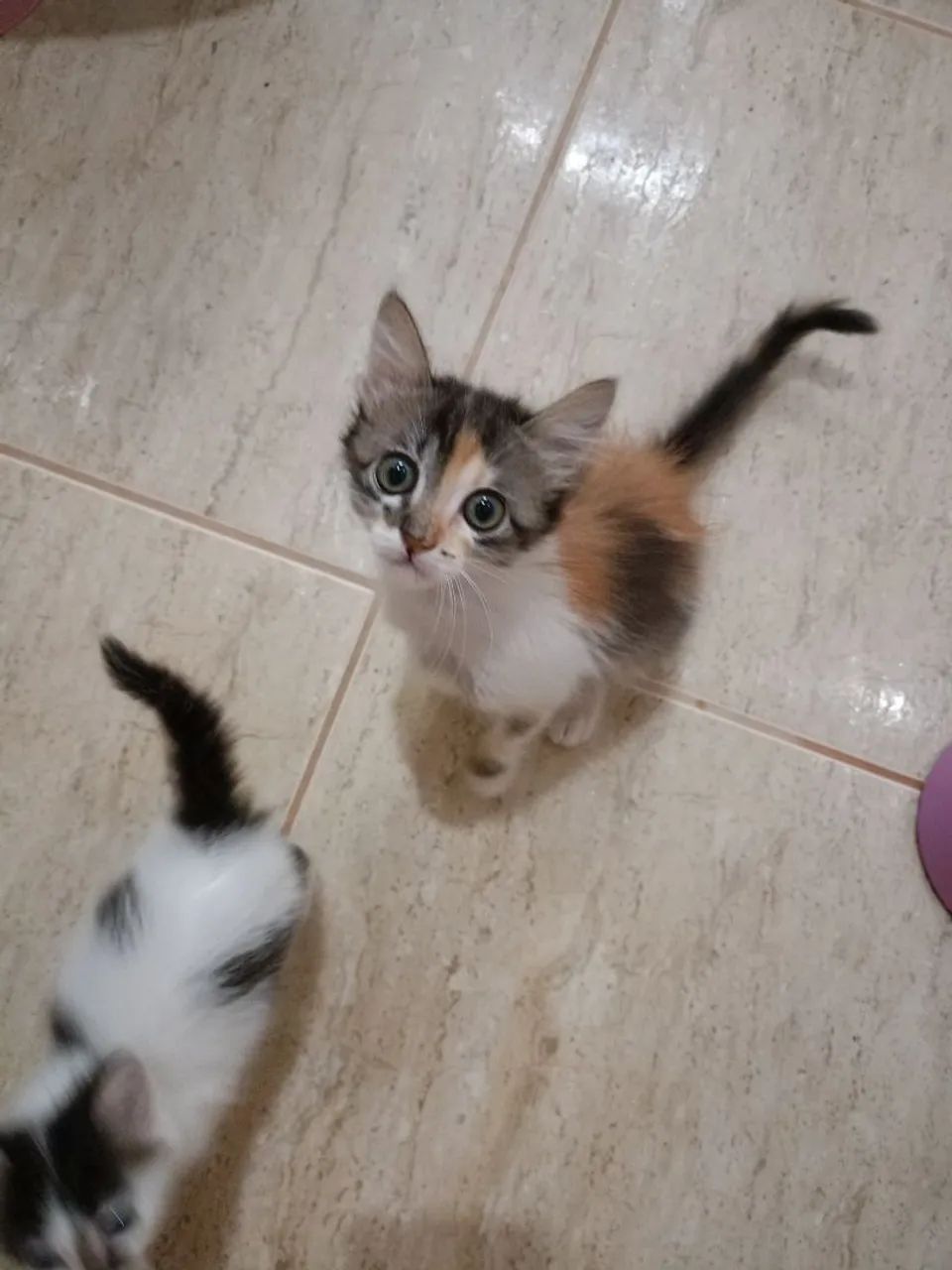 Doação de gato  - Foto 2