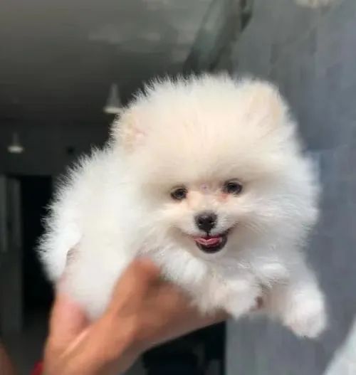 Filhote de Spitz Alemão