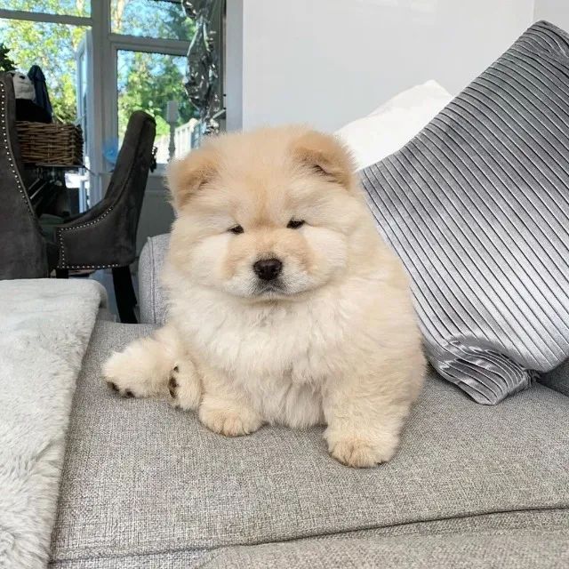 Chow Chow Peludo e Forte - Um Cão que Impressiona!