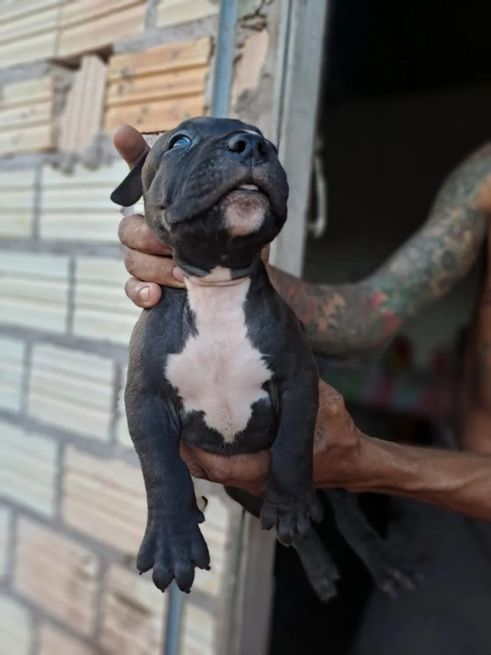Vendo Filhote de Pitbull monster esta vacinado 56 dias de nascido