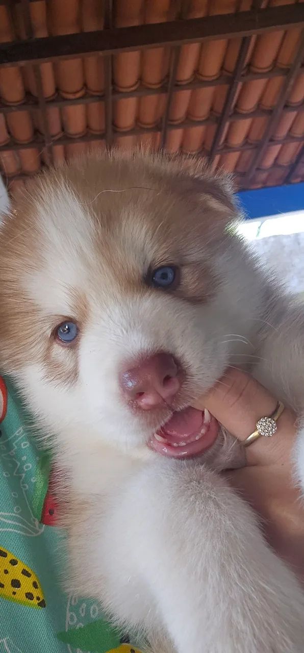 Filhote Husky Siberiano
