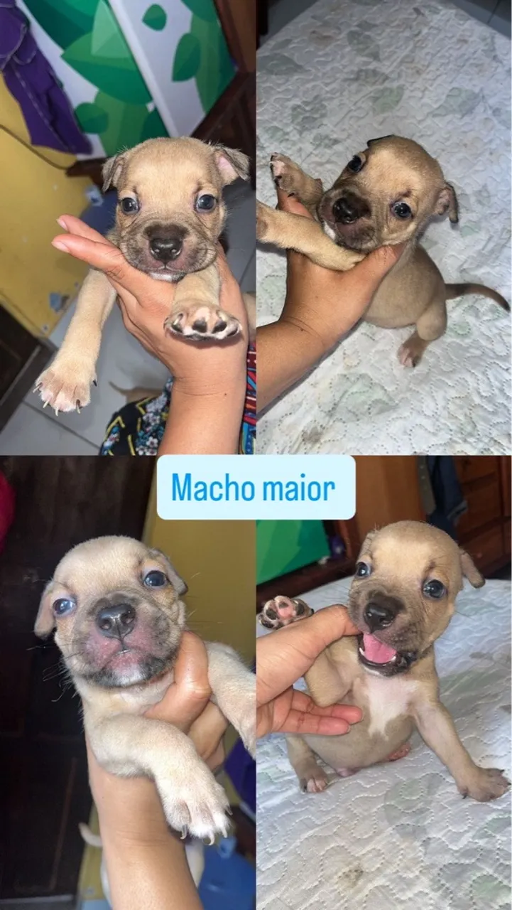 Filhote de Pitbull Macho Disponível