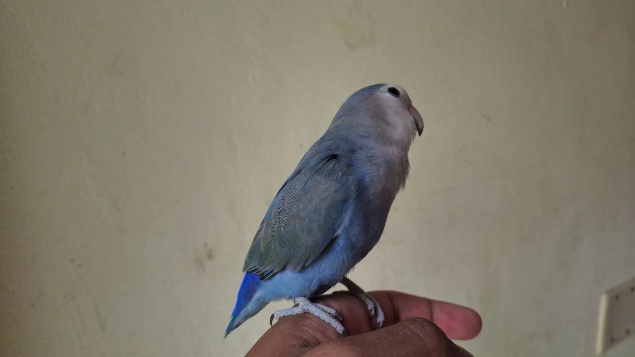 Bebê de periquito para $$ adoção $$ - Foto 4