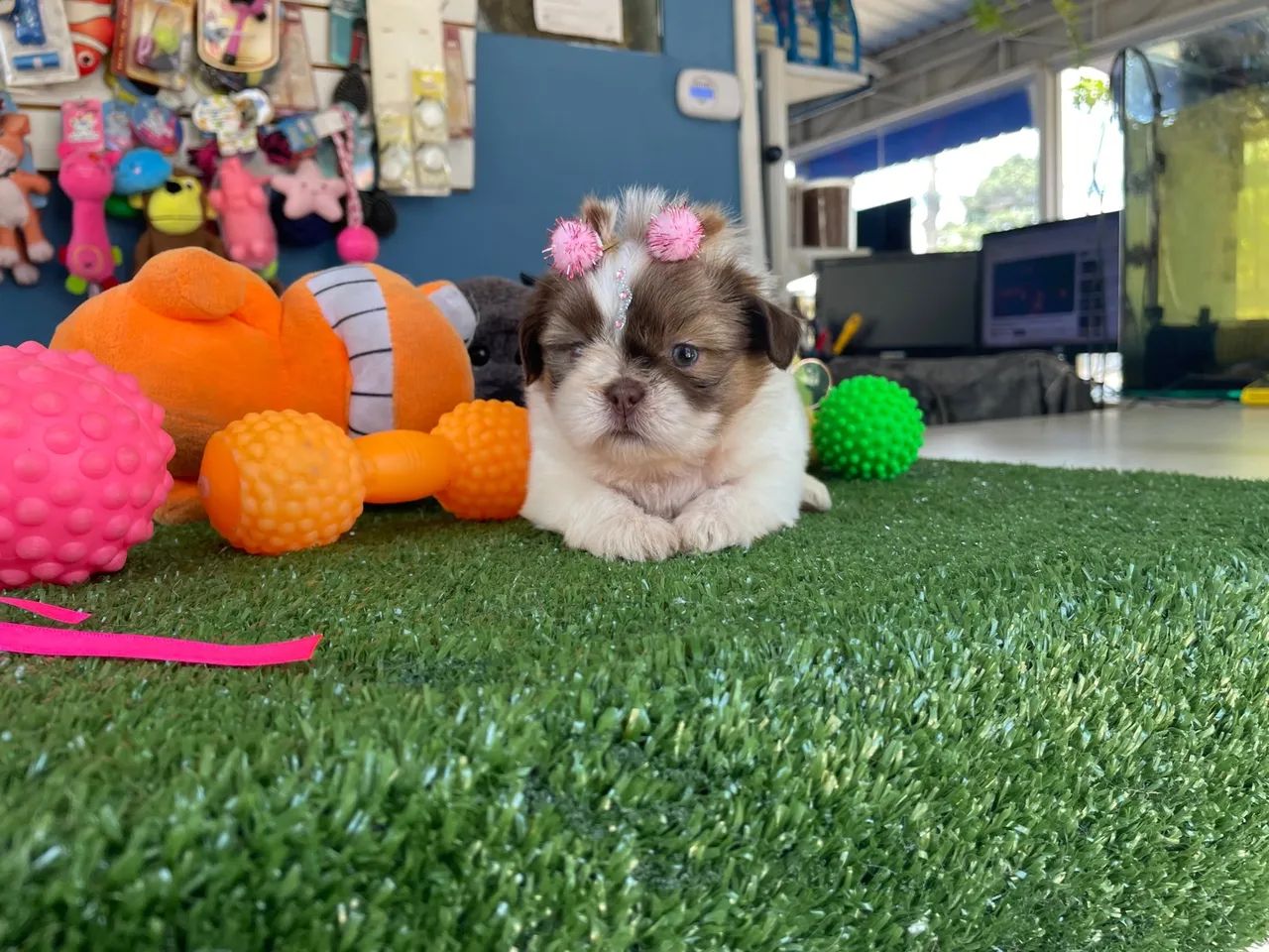 Shih tzu fêmea mini dos olhos verdes $2.400,00 - Foto 4
