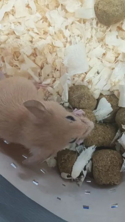 Camundongos domésticos - Foto 4