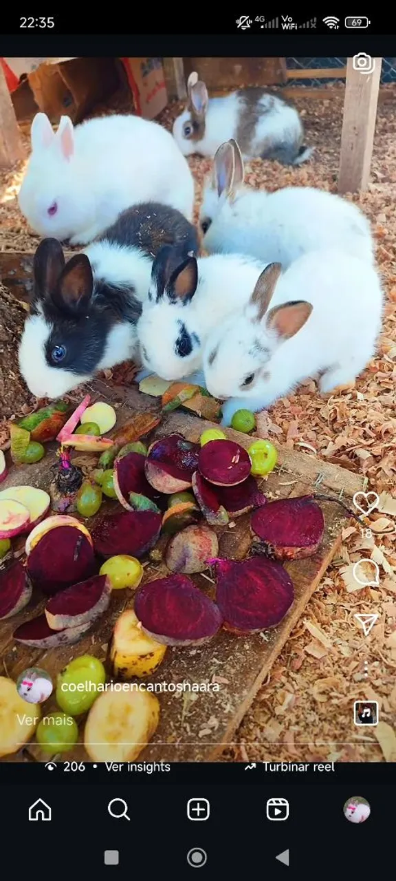 Coelhos Miniatura Lindos e Saudáveis!