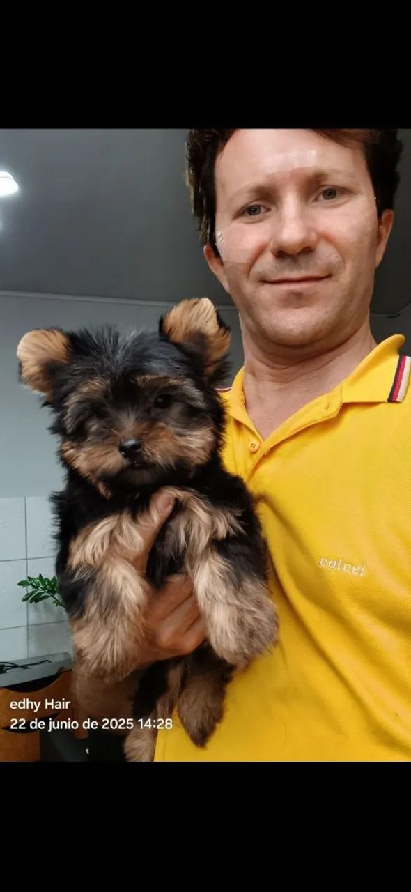 Filhote de Yorkshire Terrier para um novo lar - Foto 3