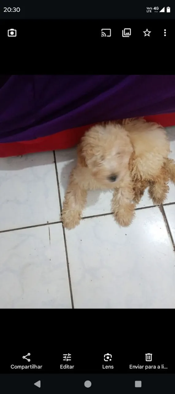 Filhote de Poodle para adoção