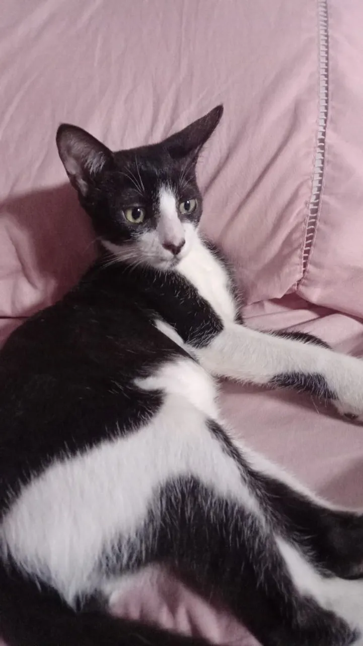 Gatinho macho adorável para doação, adoção responsável!