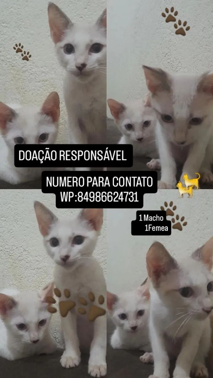Doação de filhotinhos de gato ? 