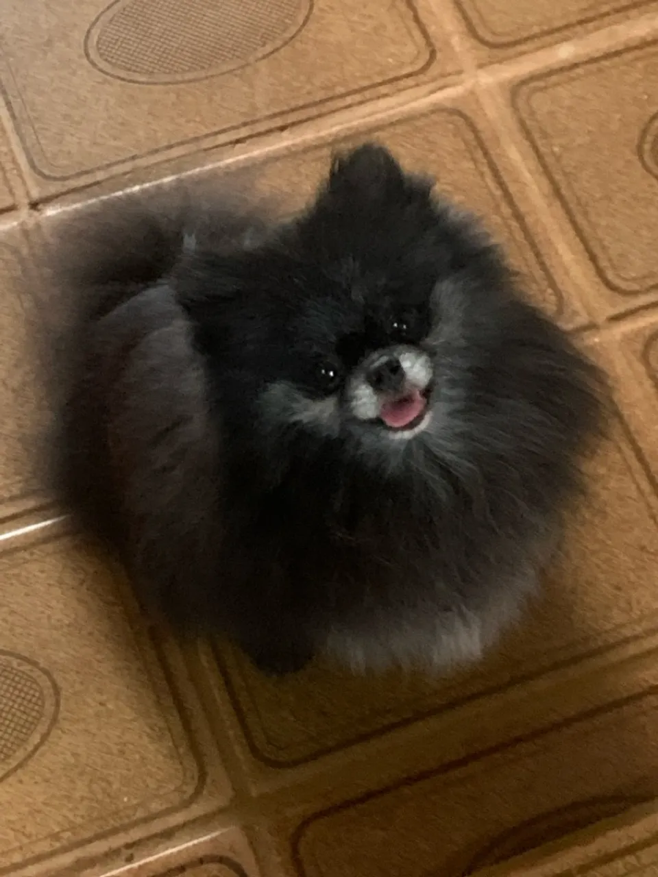 Filhote de Spitz Alemão
