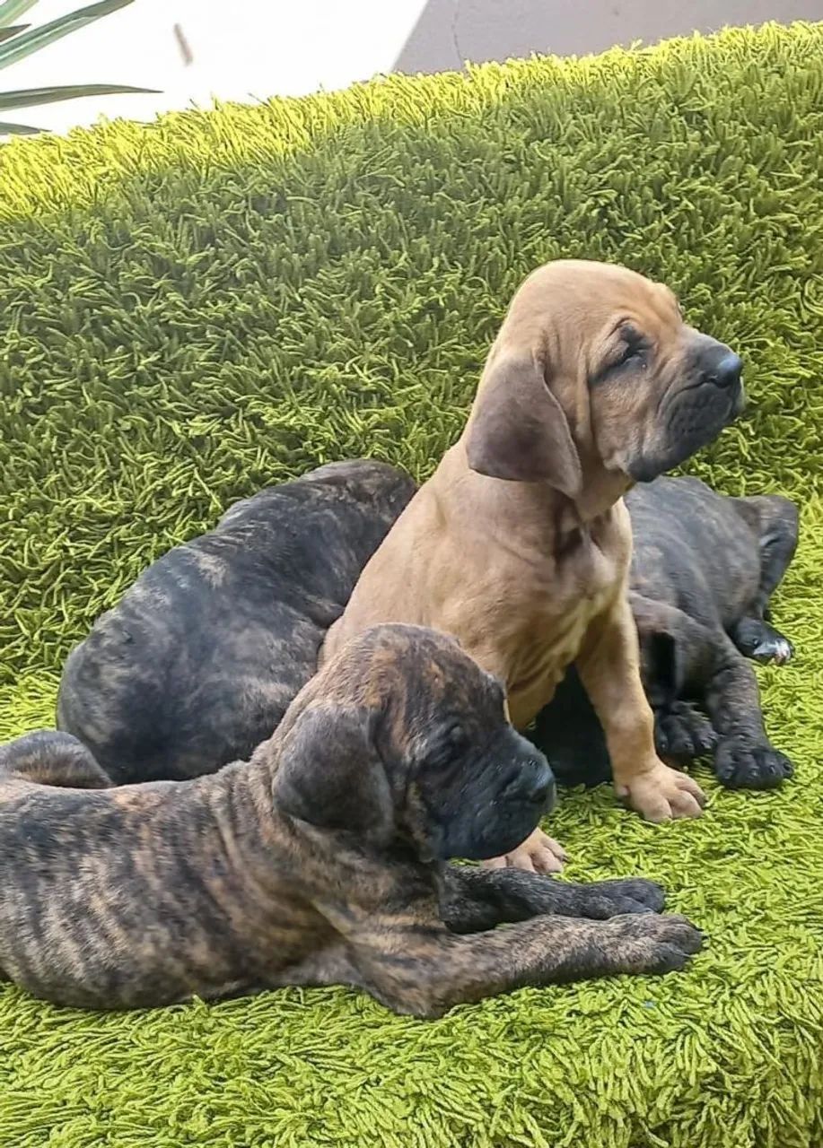 Vendo Filhotes Fila Brasileiro  - Foto 5