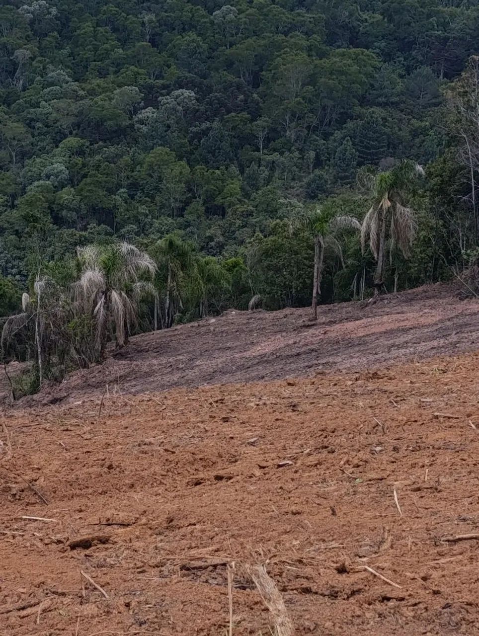VENDO Lindo Terreno com 4000 m² - Bateias / Campo Largo - Foto 5