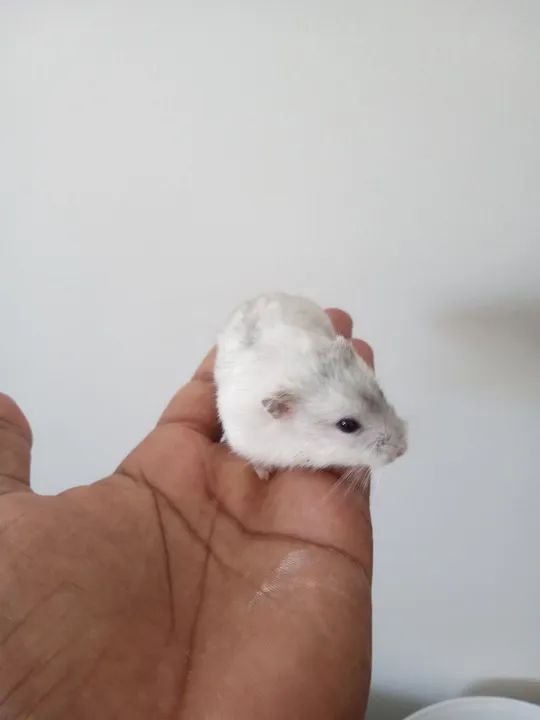 Vende-se Hamster anão  - Foto 3