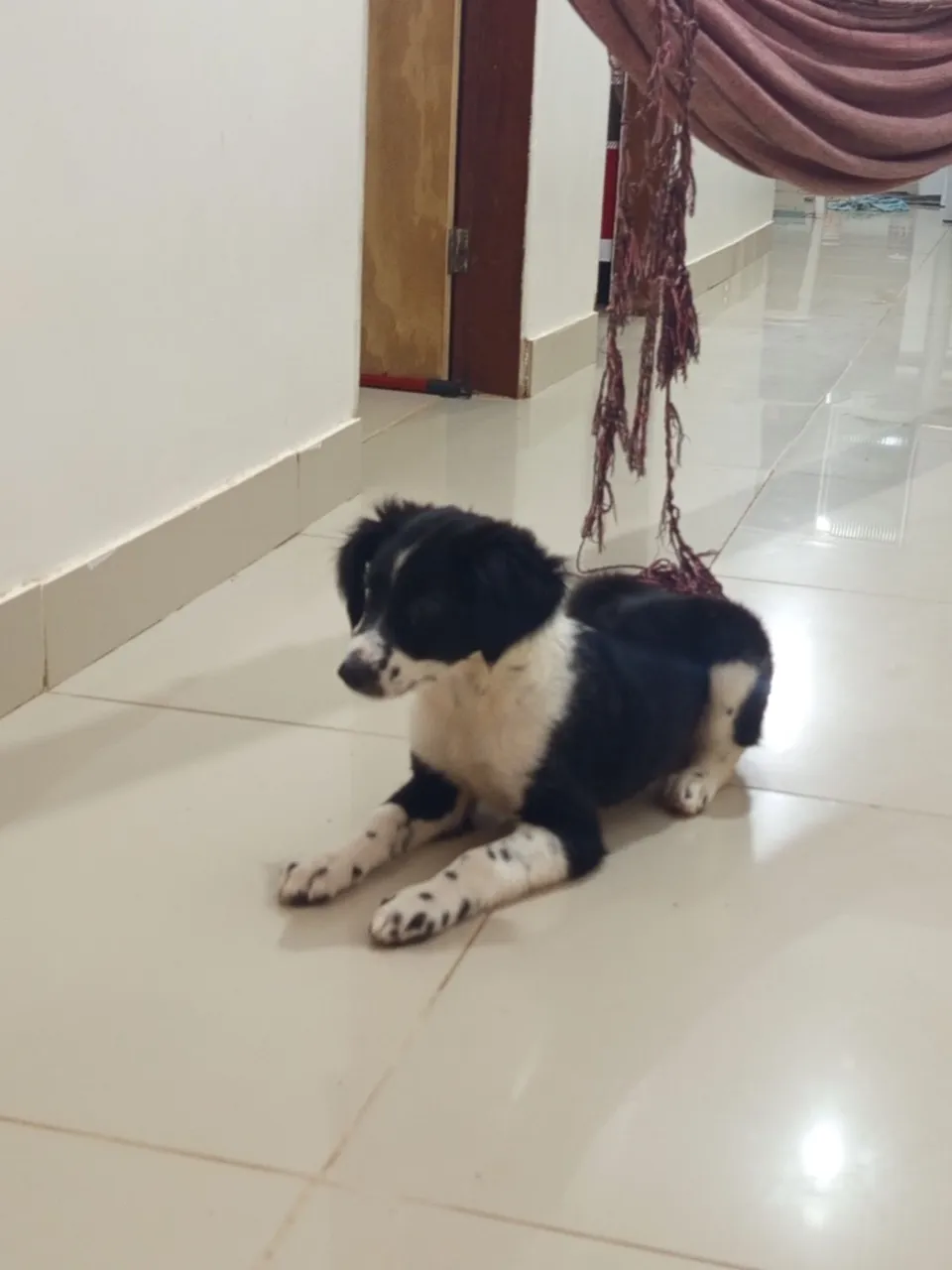 Cãozinho adorável para adoção
