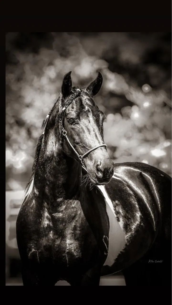 Mangalarga Marchador