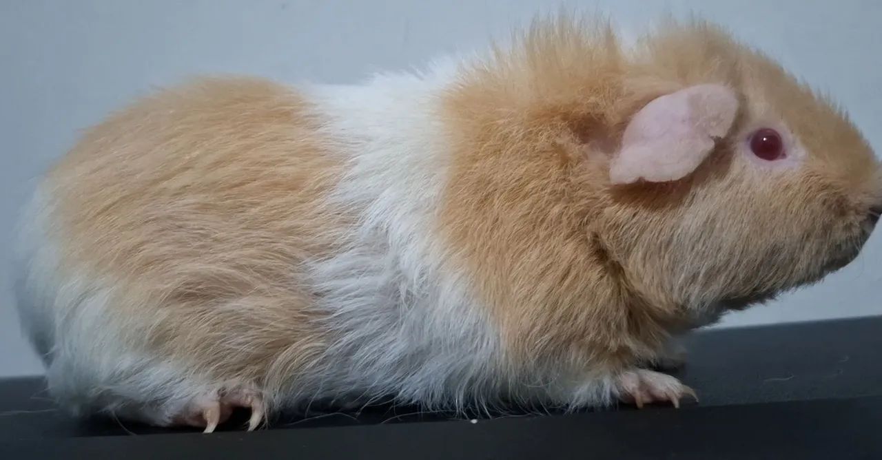 Porquinho da india teddy 