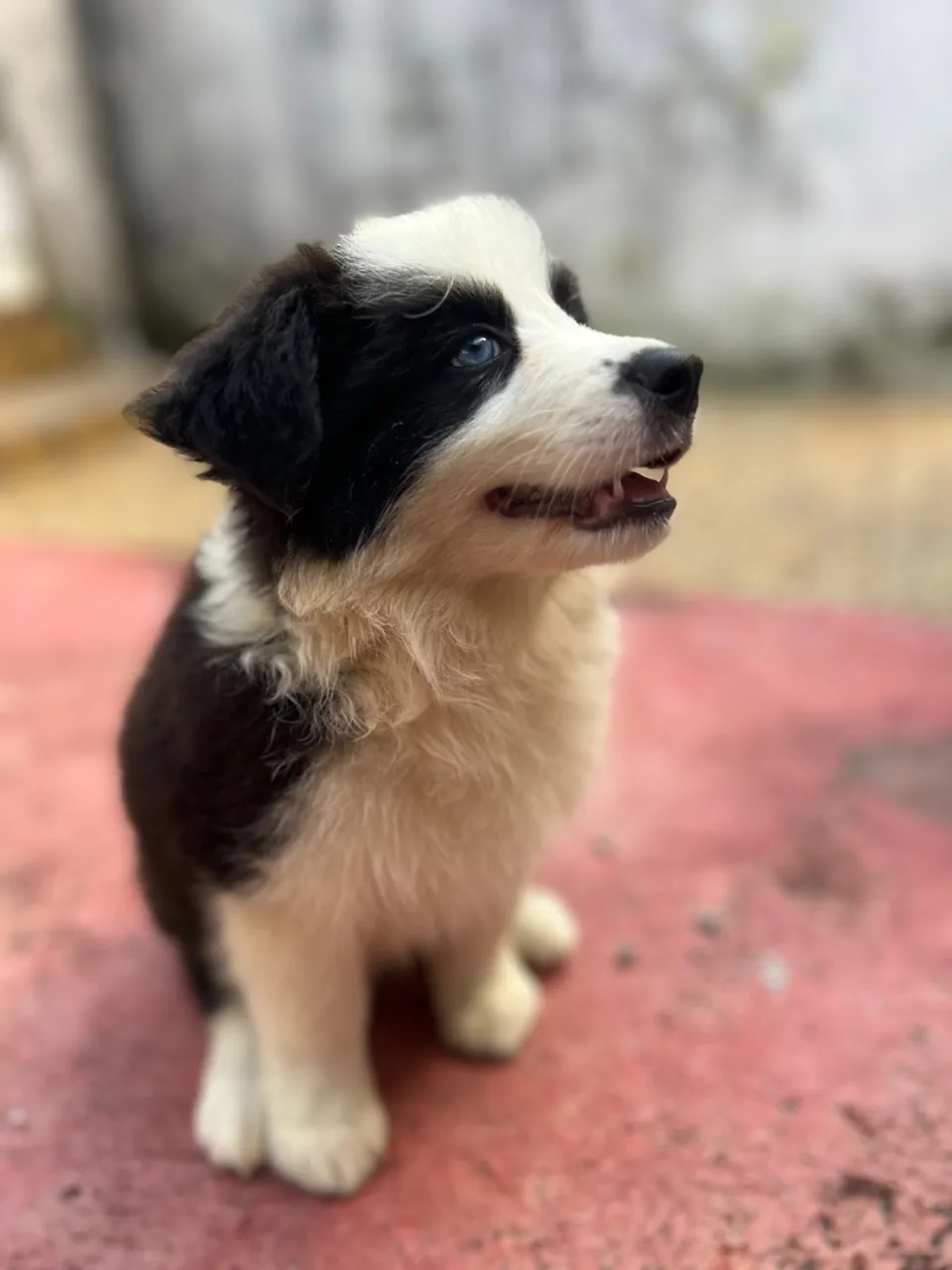Border Collie Filhotes com Pedigree e Microchipados - Entrega em Manaus