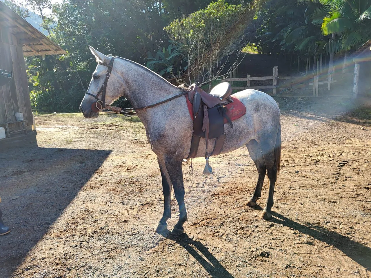 Linda égua mangalarga