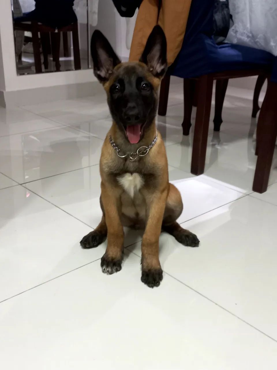 Filhote PASTOR BELGA MALINOIS - Foto 2