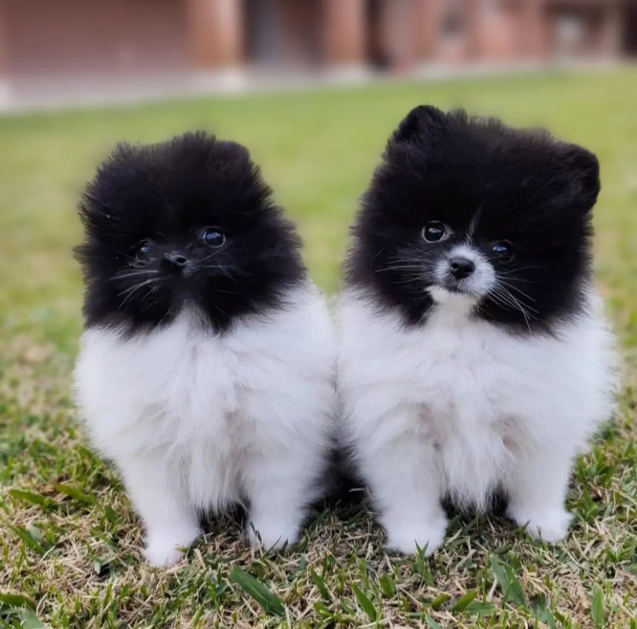 Filhotes de Spitz Alemão Anunciados!