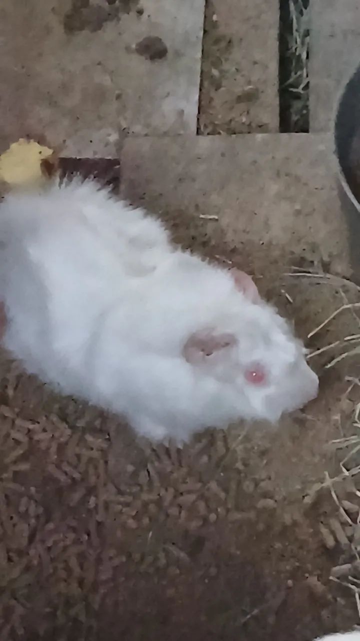 Porquinha da india branca fofa para adoção