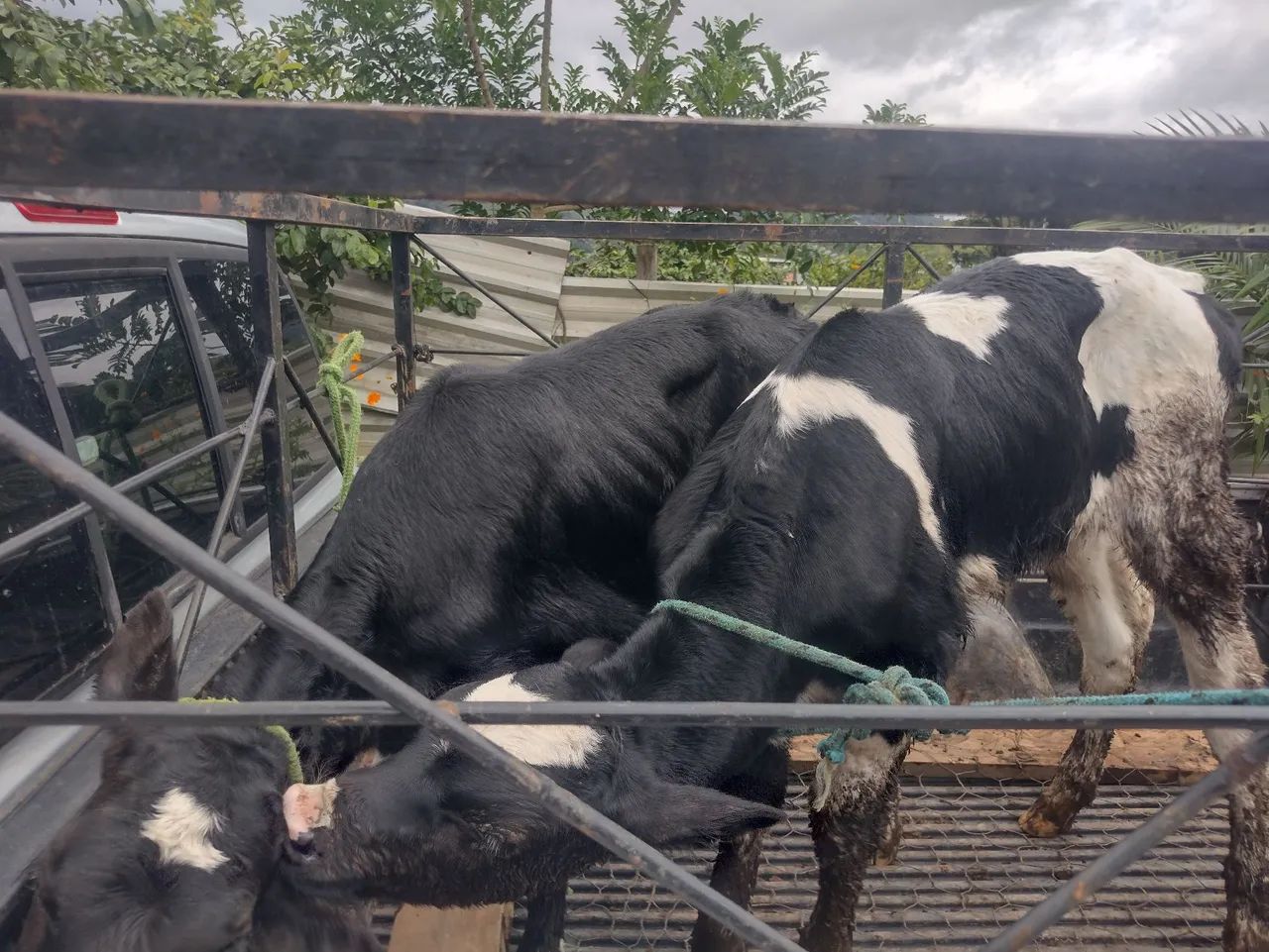  3 Bezerros para venda - Foto 4