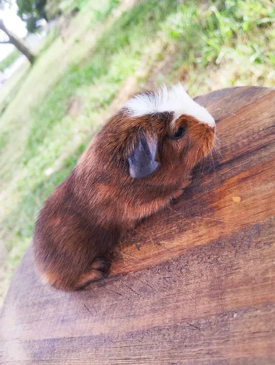 Machinhos de porquinho da índia disponível 