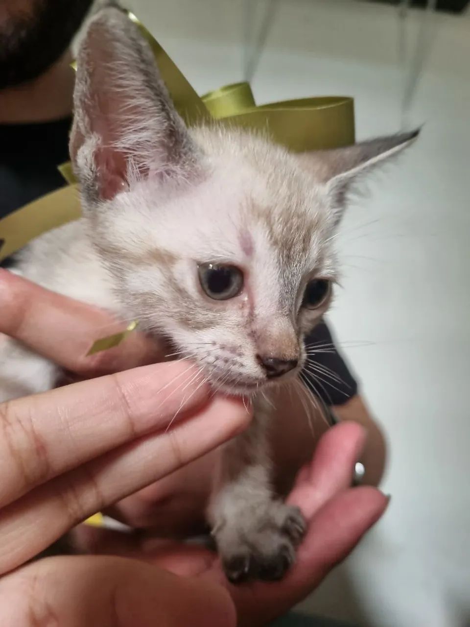 Gato filhote - Foto 3